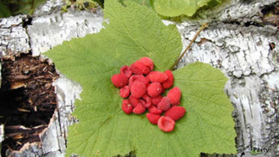 thimbleberries on a leaf on a tree branch