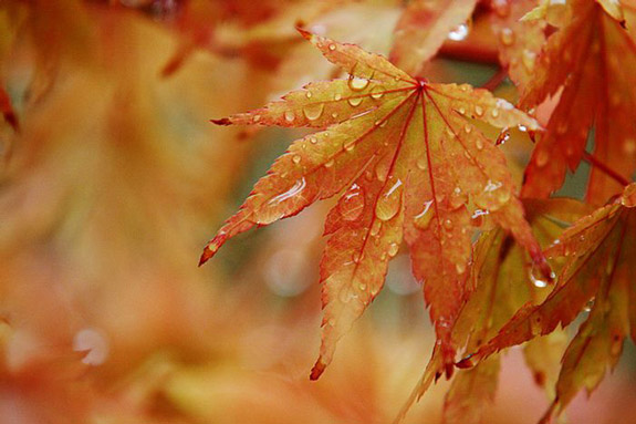 maple leaf with rain droplets