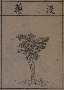 chinese drawing of a tree