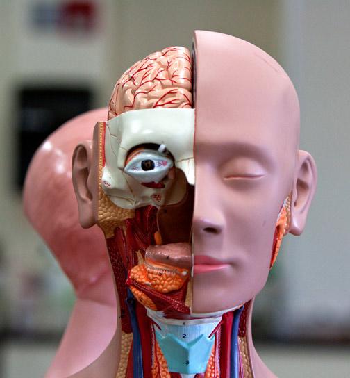 Int_Human_Biology_anatomy_model