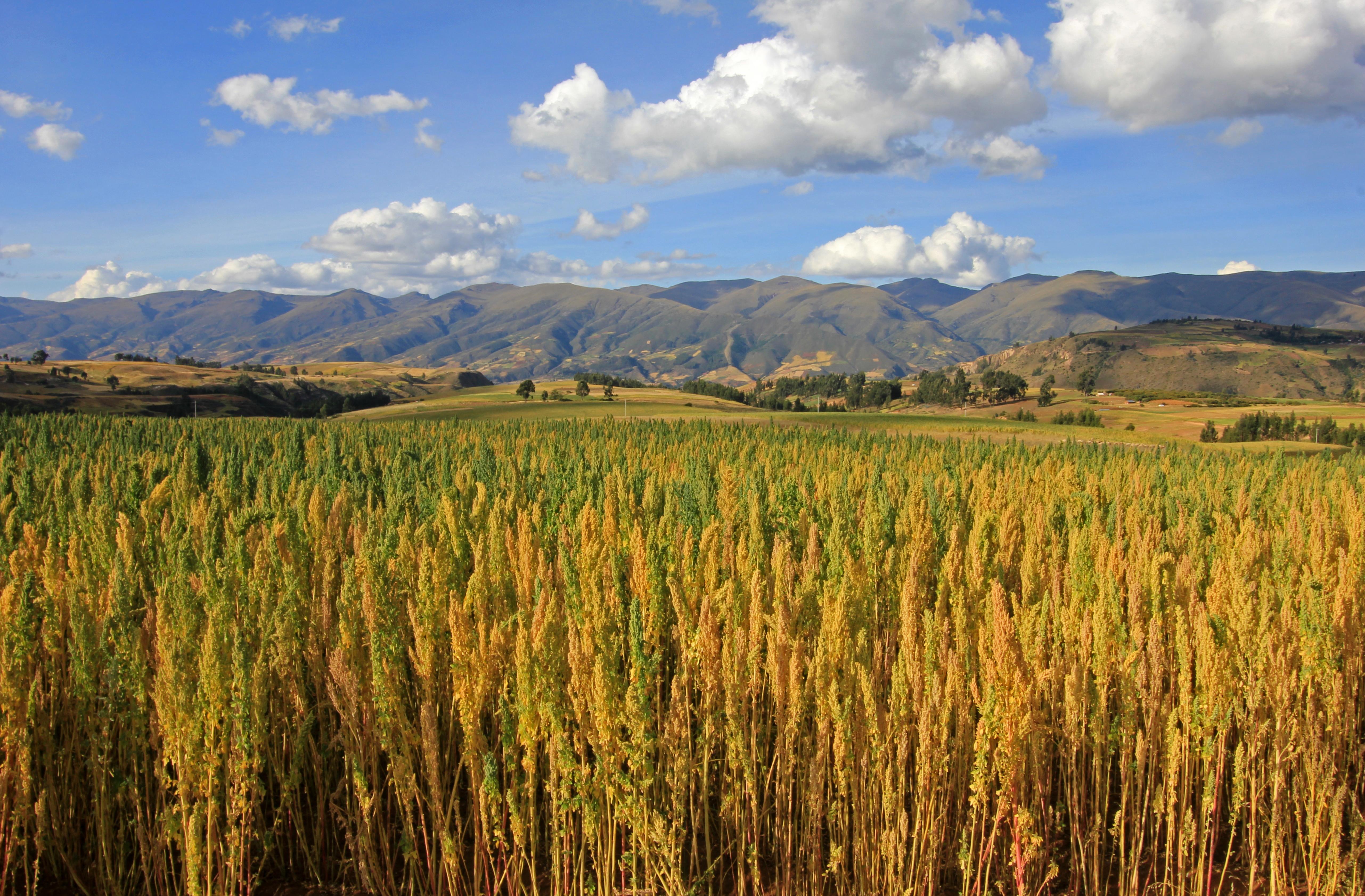 quinoa field