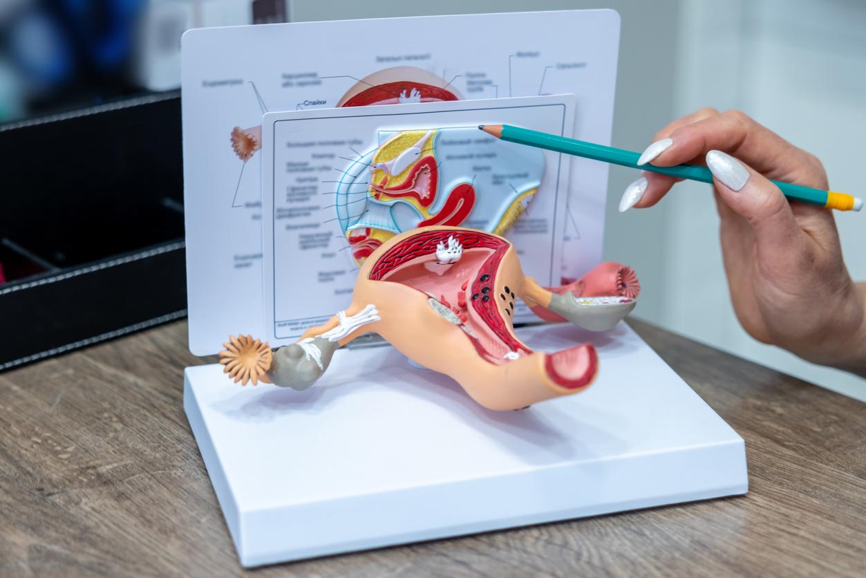 Female reproductive system model