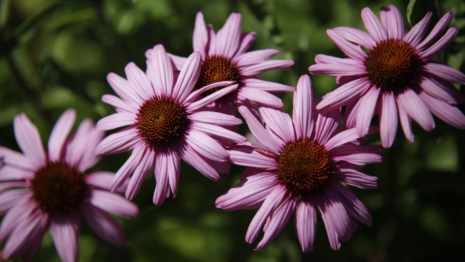 purple flowers