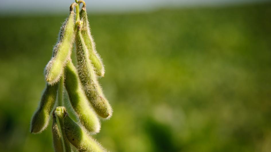 soybean plant