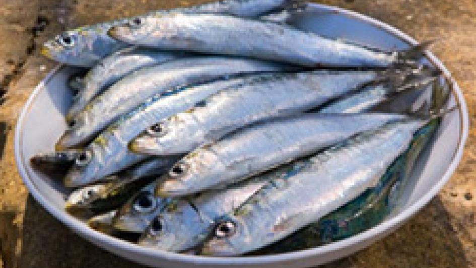 10 Benefits of Eating Sardines (& A Simple Recipe!) - Unbound Wellness