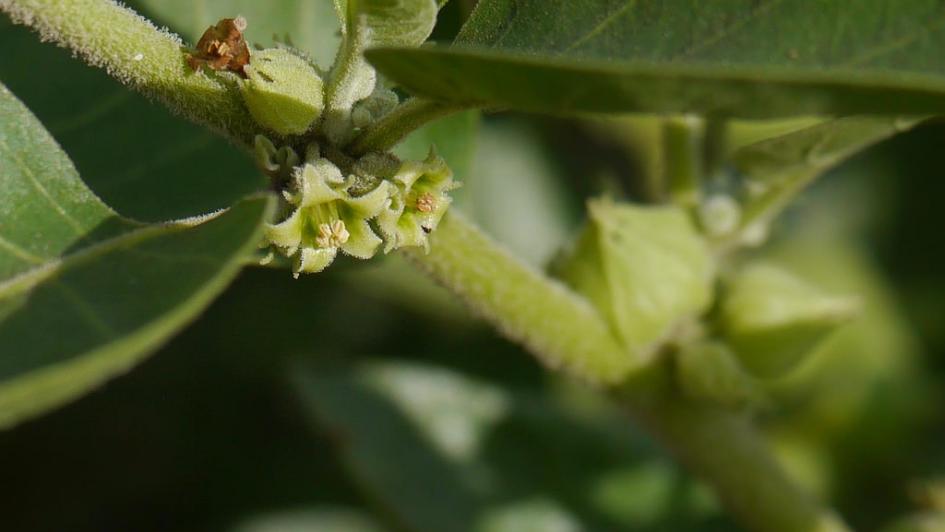 ashwagandha plant