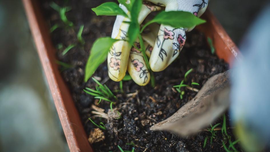person potting a plant