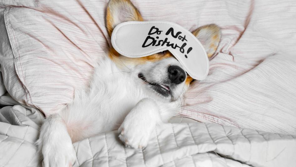 a corgi with a sleep mask on