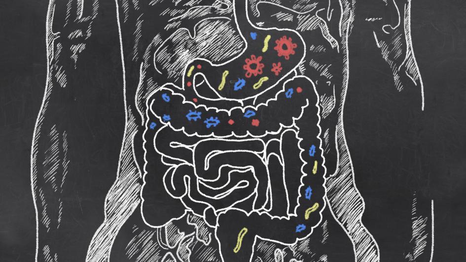 diagram of the human intestinal tract