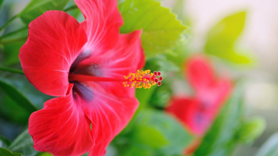 hibiscus flower