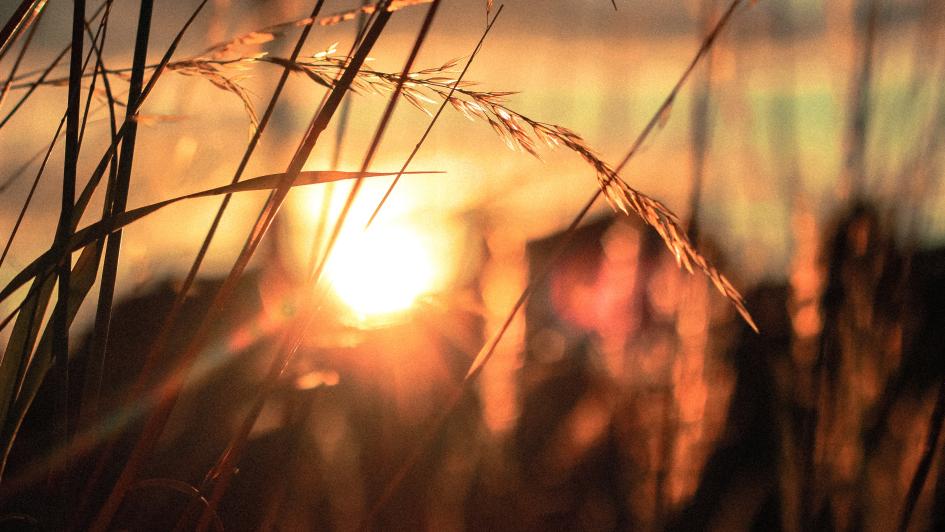 wheat plant with sunset in the distance