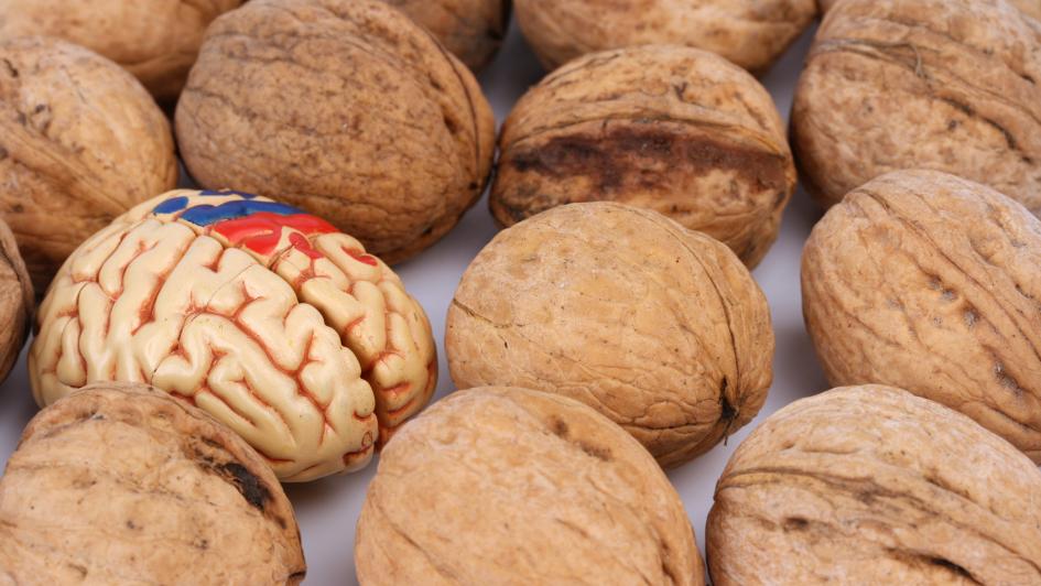walnuts and a brain model