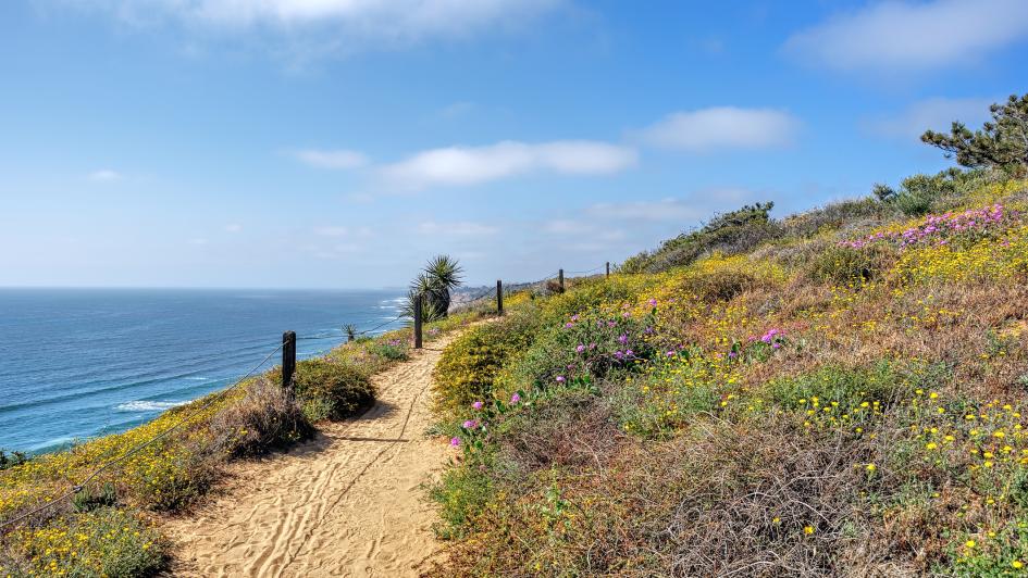 From the trails at Torrey Pines