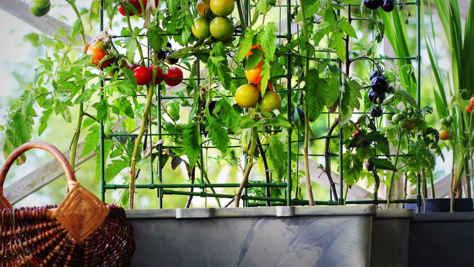 Own Grown  Grow Vegetables, Fruits, and Herbs in your own Space