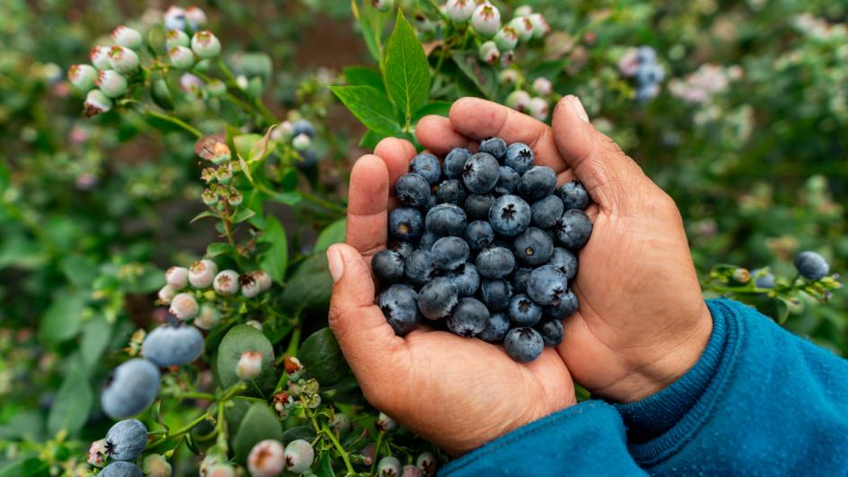 blueberries